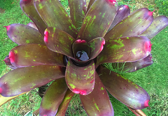 bromelias