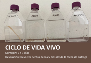 ciclo-vida-vivo