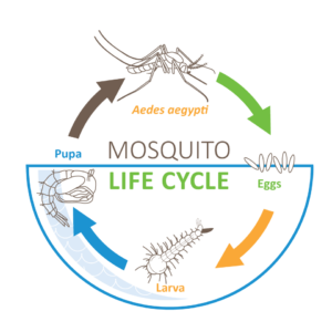 Aedes aegypti Mosquito Life Cycle – Unidad Control de Vectores de ...