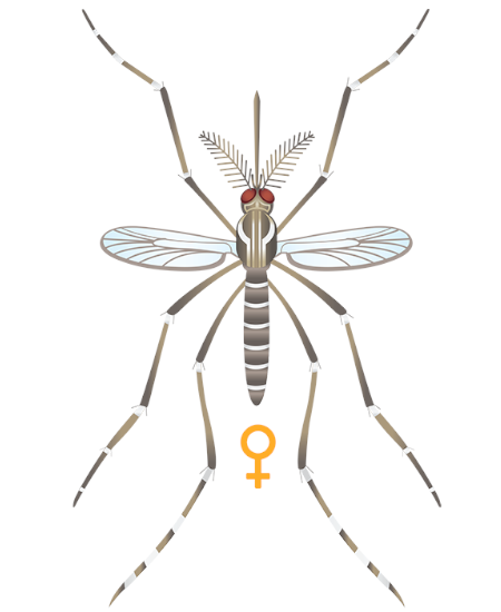 Mosquito Hembra