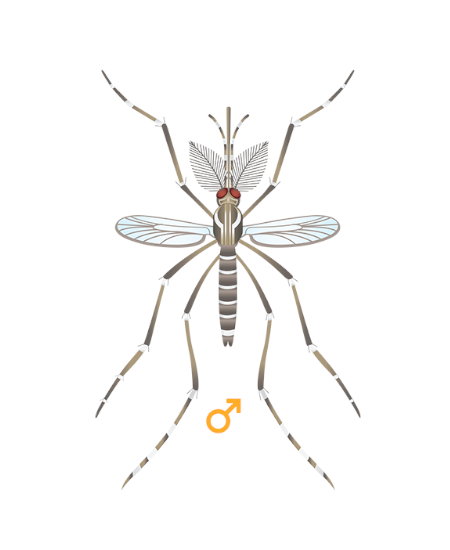 Mosquito Macho