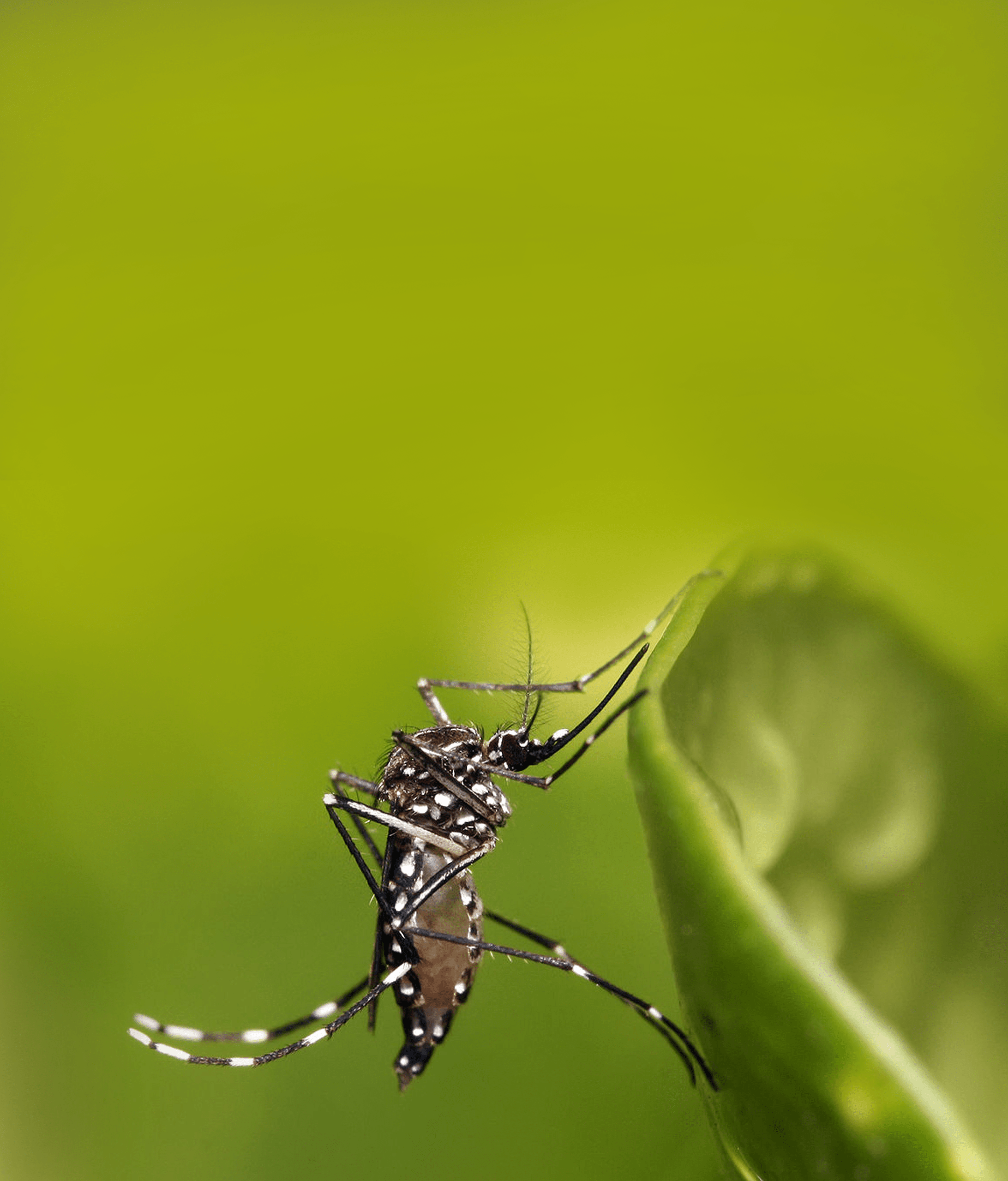 macho-aedes-aegypti-min