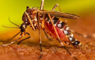 Los mosquitos pueden transmitir el dengue.